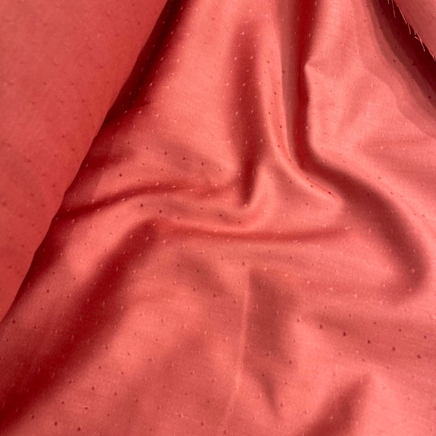 Star Spotlight Regal Rose